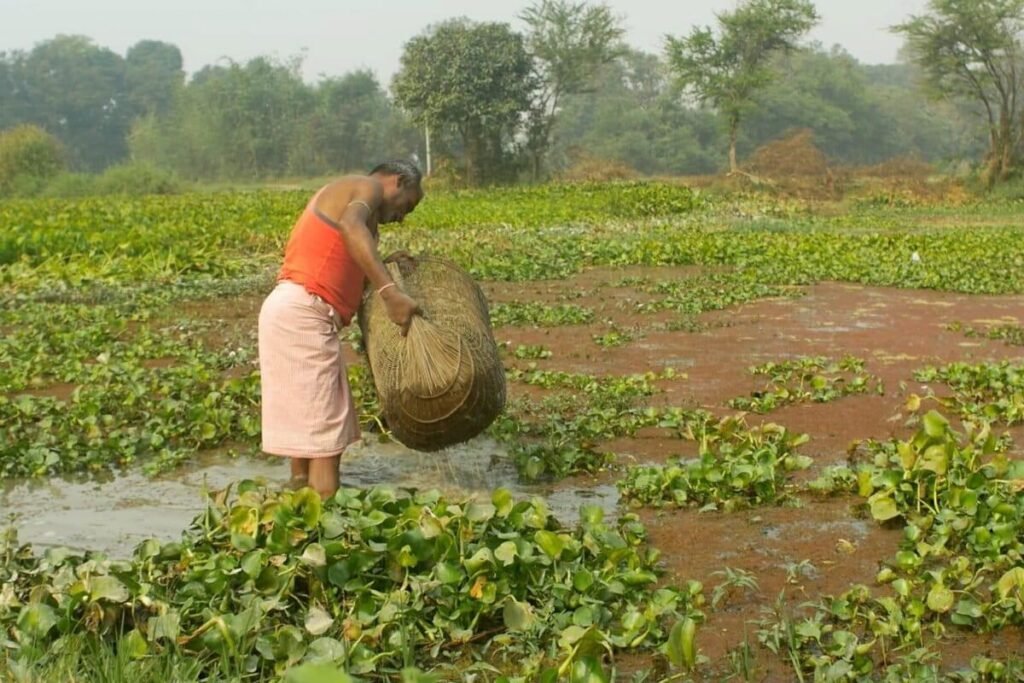 The Untold History of Makhana Cultivation in Mithila